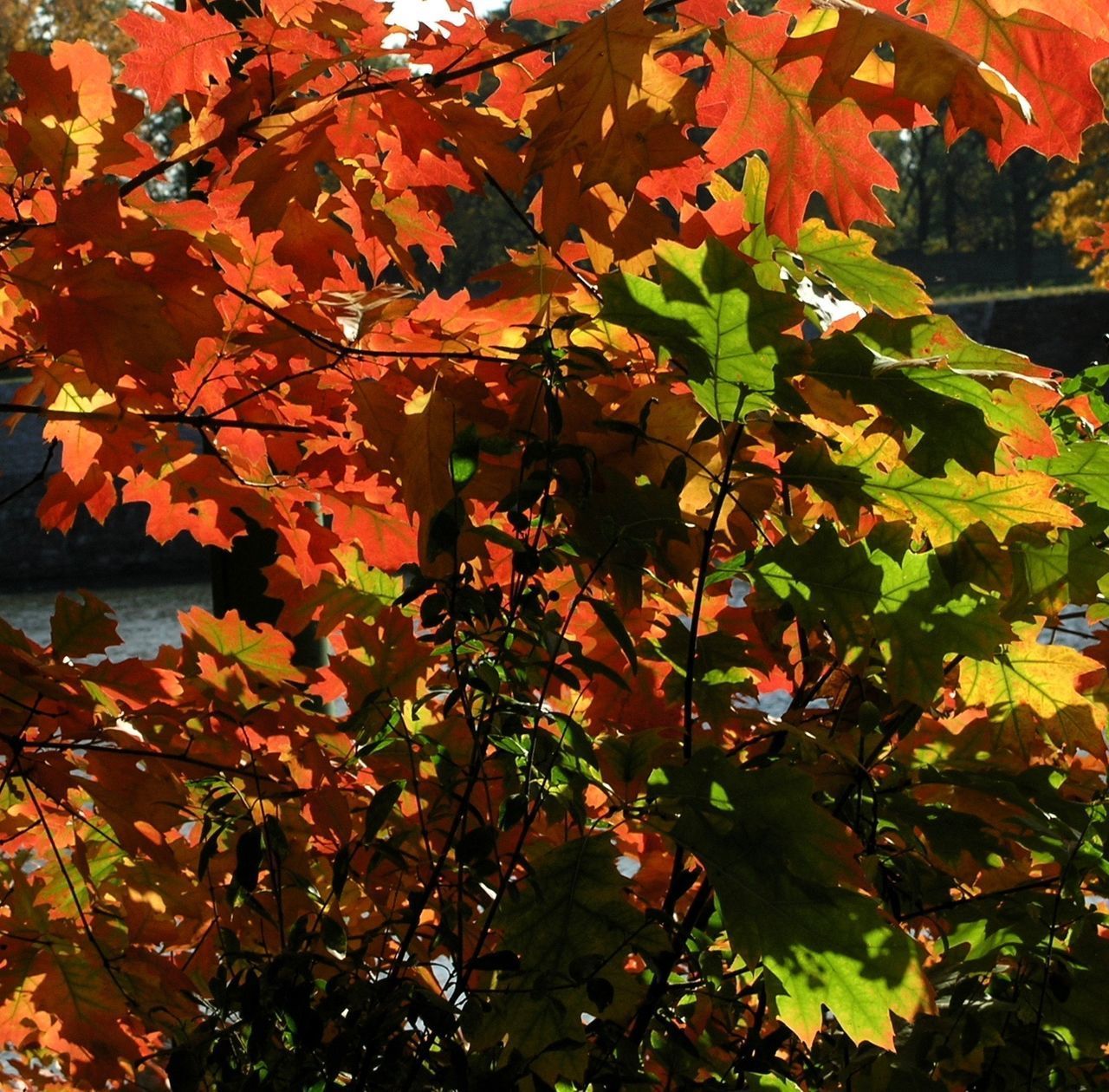 FULL FRAME SHOT OF AUTUMNAL TREE