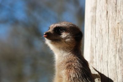 Close-up of meerkat