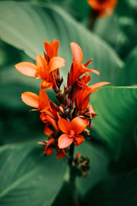 Close-up of orange flower on plant