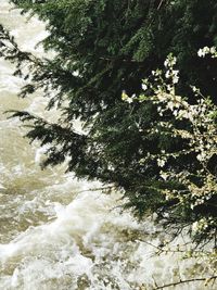 View of river flowing through forest