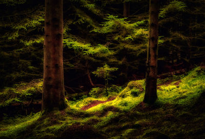 Trees growing in forest