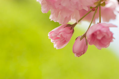 Close-up of pink flowers blooming outdoors