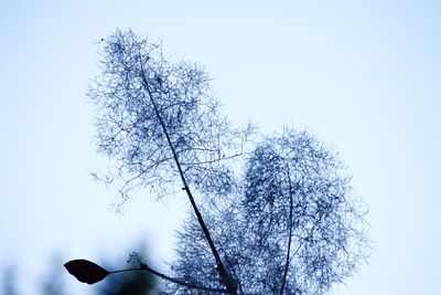 Low angle view of tree against clear sky