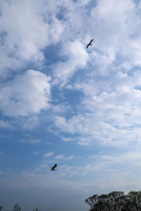 Low angle view of birds flying in sky