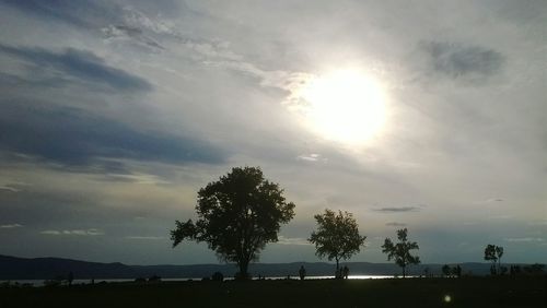 Silhouette of trees at sunset