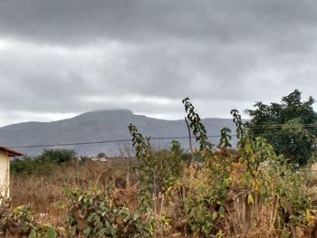 Plants growing on field against storm clouds