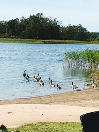 Birds in lake