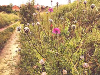 Flowers growing on field