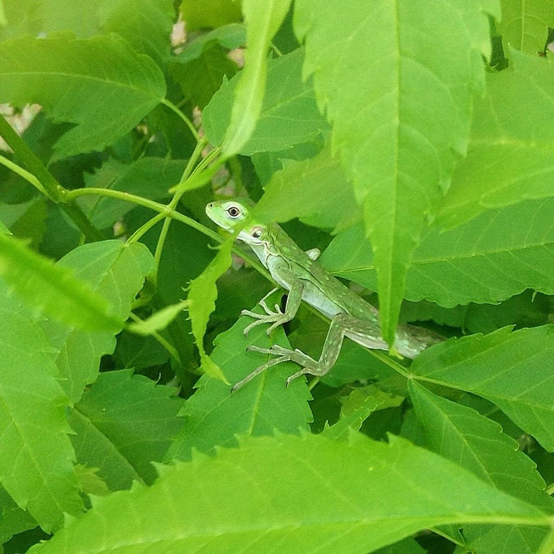 animal themes, animals in the wild, leaf, green color, insect, one animal, wildlife, plant, nature, close-up, growth, high angle view, green, beauty in nature, day, outdoors, focus on foreground, selective focus, no people, leaf vein