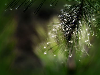 Close-up of plant growing on tree