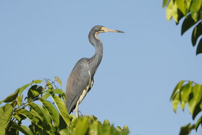 Low angle view of bird perching on tree against sky