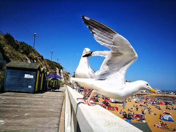 Seagulls flying by building against clear sky