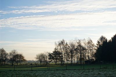 Trees on landscape against sky