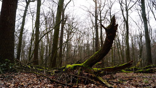 Trees in forest against sky