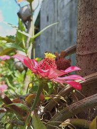 Close-up of pink flowering plant