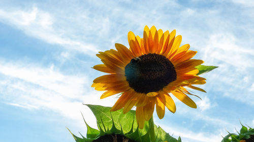 Close-up of sunflower against sky