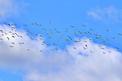 Low angle view of birds flying in sky