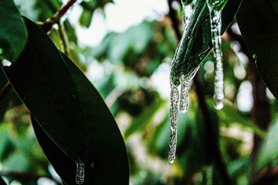 Close-up of raindrops on plant