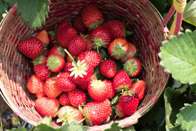 High angle view of strawberries in basket