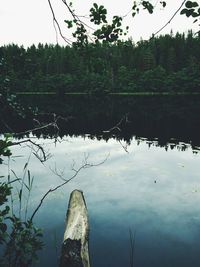 Reflection of trees in lake against sky