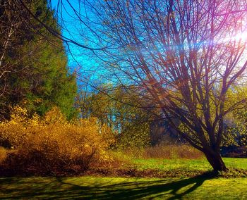 Trees on grassy field