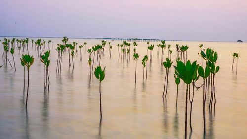 Plants growing in lake against sky