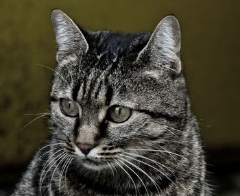 Close-up portrait of a cat