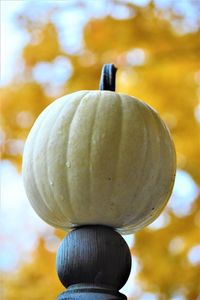 Close-up of pumpkin against blurred background