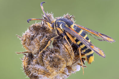 Close-up of bee pollinating on flower