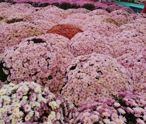 High angle view of pink flowering plants