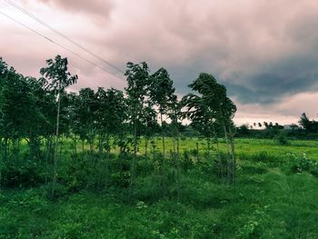 Trees on field against sky
