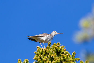 Low angle view of bird perching on tree against sky