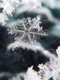 Close-up of frozen plant