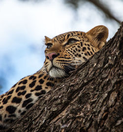 Cat on tree trunk