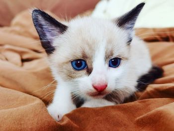 Close-up portrait of cat by bed