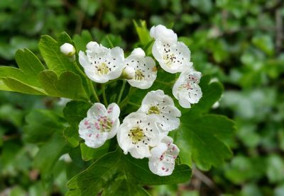 Close-up of white cherry blossoms