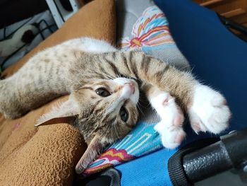 High angle view of cat resting