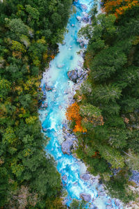 High angle view of trees growing in forest