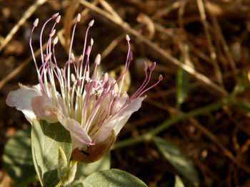 Close-up of flower blooming outdoors