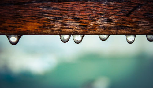 Close-up of water drops on roof