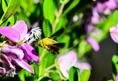 Close-up of bee on purple flower