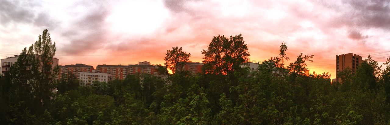 LOW ANGLE VIEW OF TREES AND BUILDINGS AGAINST SKY