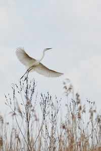 Bird flying against sky