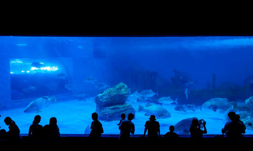 Group of people swimming in aquarium