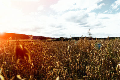 Wheat field against sky during sunset