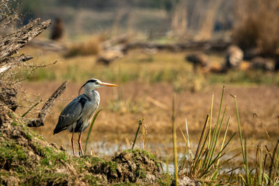 Bird perching on a field