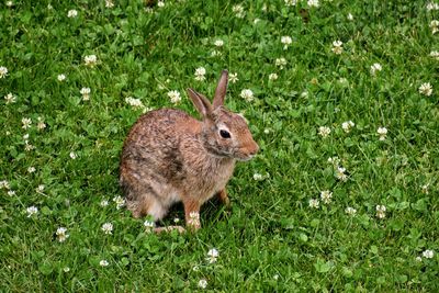 High angle view of rabbit on field