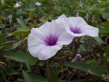 High angle view of purple iris blooming outdoors