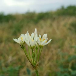 Close-up of flowers blooming in field
