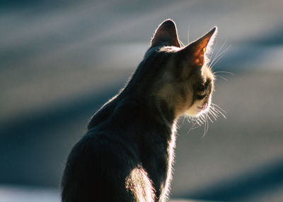 Close-up of a cat looking away